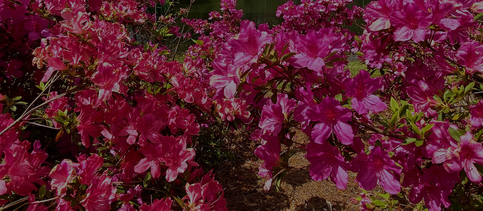 pink flowers